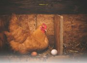 Ide Bisnis Ternak Rumahan yang Menghasilkan Cuan Besar Saat Ramadan!