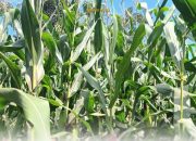 Mengapa Impor Jagung AS Justru untuk Industri Minuman dan Makanan? Fakta Mengejutkan dari Kemenko Perekonomian!