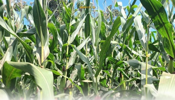 Mengapa Impor Jagung AS Justru untuk Industri Minuman dan Makanan? Fakta Mengejutkan dari Kemenko Perekonomian!