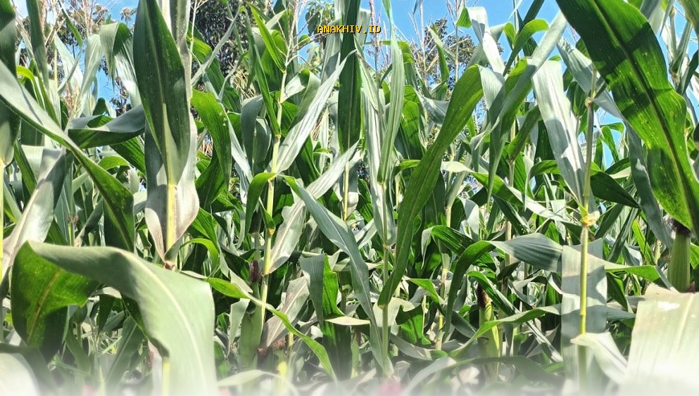 Mengapa Impor Jagung AS Justru untuk Industri Minuman dan Makanan? Fakta Mengejutkan dari Kemenko Perekonomian!