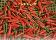 Harga Cabai Rawit Melonjak Tajam Jelang Lebaran, Tembus Rp74.750 per Kilogram!