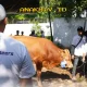 BNI Salurkan 1.200 Hewan Kurban ke Seluruh Nusantara, Ini Daerah yang Mendapat Jatahan Terbanyak!